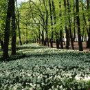 In April-May thousands of narcissus flower in various parts of the park. Photo: Liv Osmundsen, the Royal Court